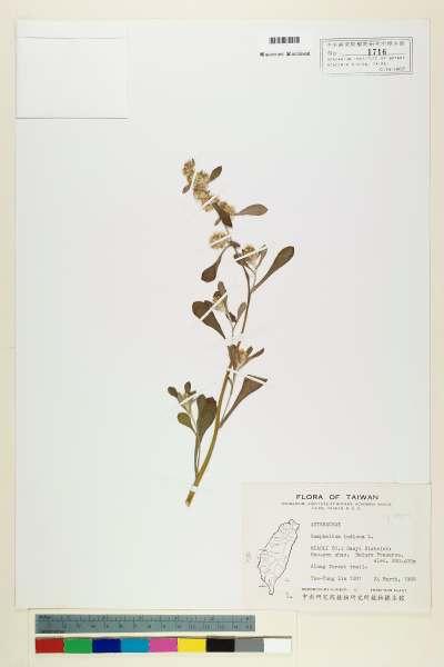 中文種名:Gnaphalium indicum L.