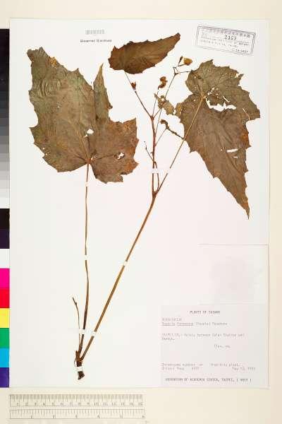 中文種名:水鴨腳學名:Begonia formosana (Hayata) Masam. f. formosana