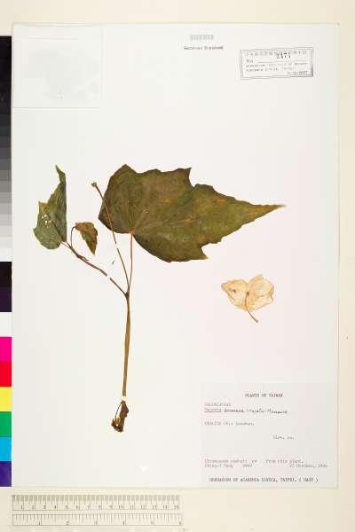 中文種名:水鴨腳學名:Begonia formosana (Hayata) Masam.