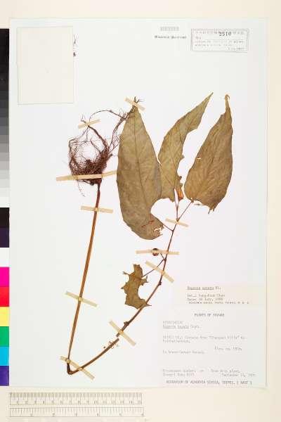 中文種名:圓果秋海棠學名:Begonia aptera Blume