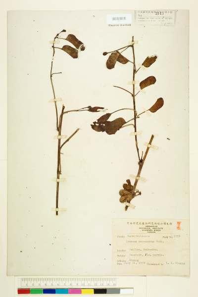 中文種名:Ipomoea pes-caprae (L.) R. Brown
