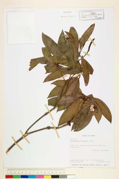 中文種名:西施花(青紫木)學名:Rhododendron ellipticum Maxim.
