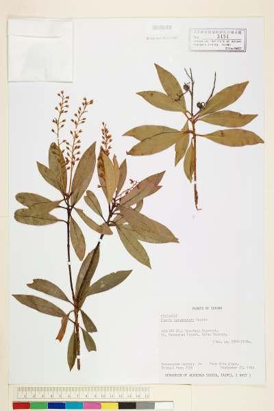 中文種名:台灣馬醉木學名:Pieris taiwanensis Hayata