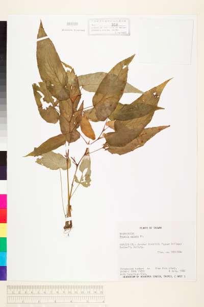 中文種名:圓果秋海棠學名:Begonia aptera Blume