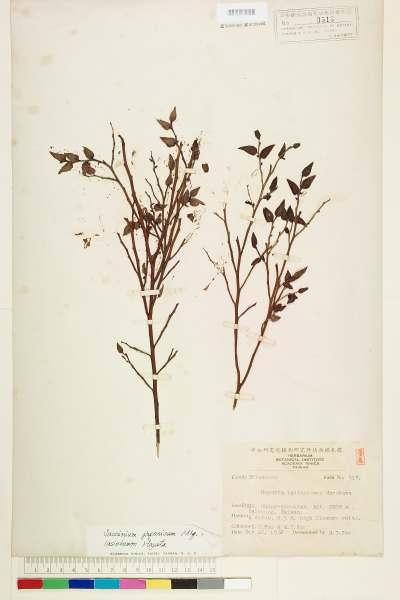 中文種名:毛蕊花學名:Vaccinium japonicum Miq. var. lasiostemon Hayata
