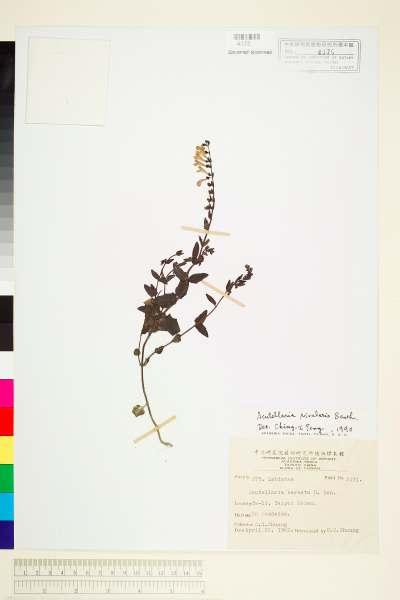 中文種名:向天盞(半枝蓮、乞丐碗、昨日荷草)學名:Scutellaria rivularis Benth.