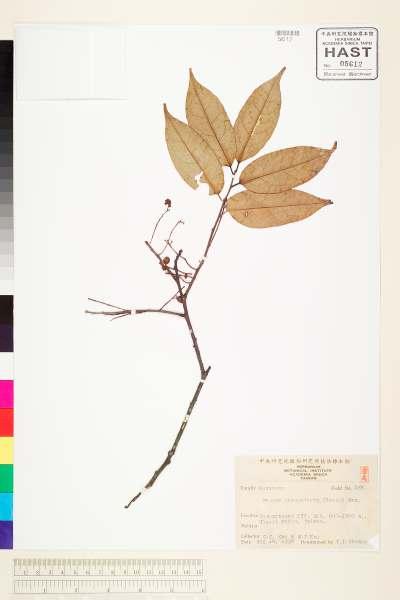 中文種名:黑星櫻(墨點櫻桃)學名:Prunus phaeosticta (Hance) Maxim.