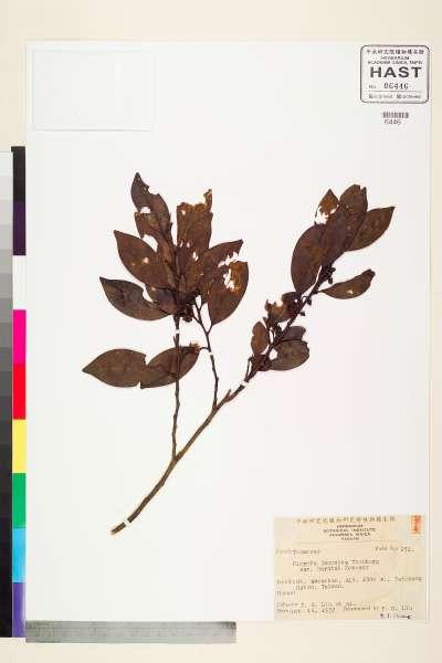 中文種名:森氏楊桐學名:Cleyera japonica Thunb. var. hayatai (Masam. & Yamamoto) Kobuski