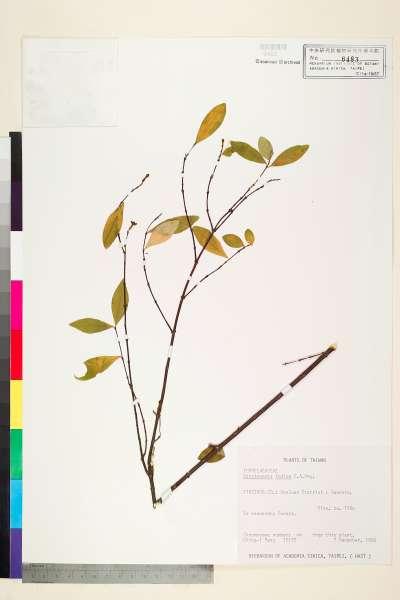 中文種名:南嶺蕘花學名:Wikstroemia indica (L.) C. A. Mey.