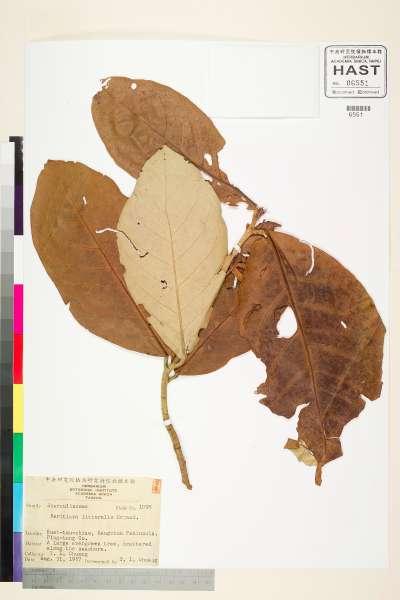 中文種名:銀葉樹學名:Heritiera littoralis Dryand.
