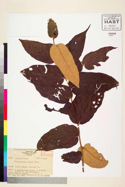 中文種名:翅子樹學名:Pterospermum niveum Vidal.