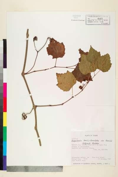 中文種名:漢氏山葡萄學名:Ampelopsis brevipedunculata (Maxim.) Traut. var. hancei (Planch.) Rehder