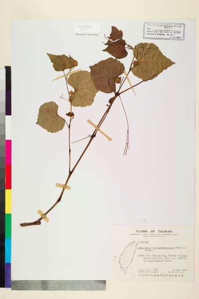 中文種名:山葡萄學名:Ampelopsis brevipedunculata (Maxim.) Traut.