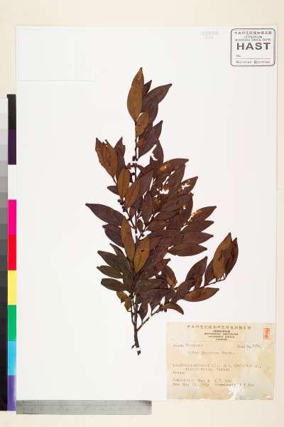 中文種名:柃木學名:Eurya japonica Thunb.