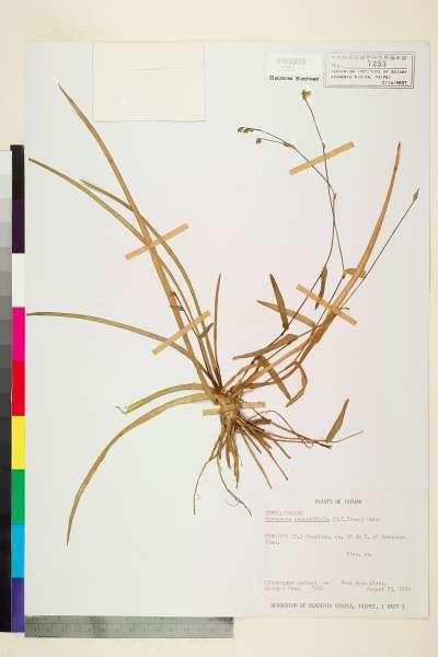 中文種名:Murdannia angustifolium N. E. Brown