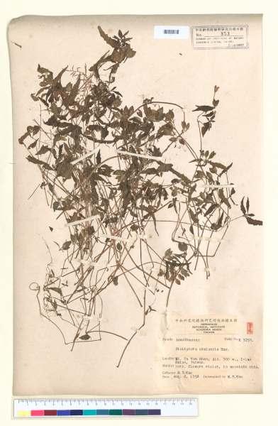 中文種名:Dicliptera uraiensis Hayata