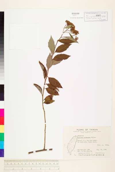 中文種名:台灣繡線菊學名:Spiraea formosana Hayata