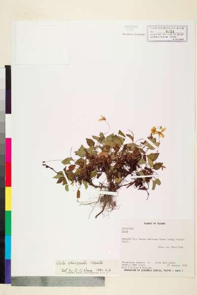 中文種名:Viola thrichopoda Hayata