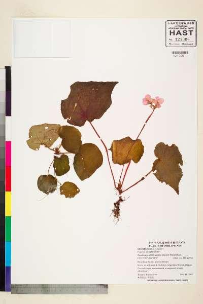 中文種名:Begonia anisoptera Merr.