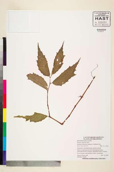 中文種名:Begonia lancifolia Merr.