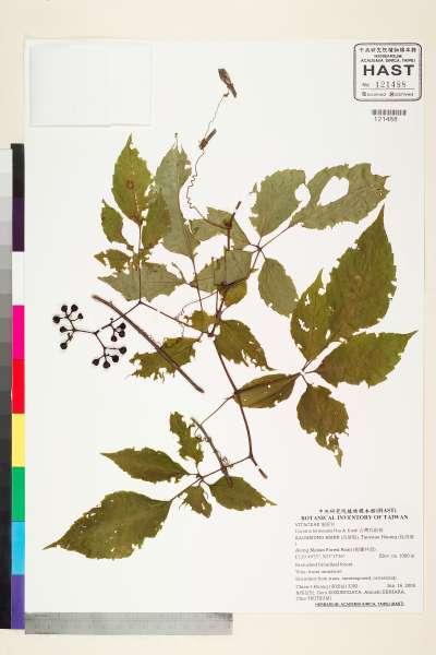 中文種名:台灣烏斂莓學名:Cayratia formosana Hsu & Kuoh