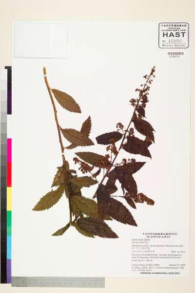 中文種名:Spiraea salicifolia L.