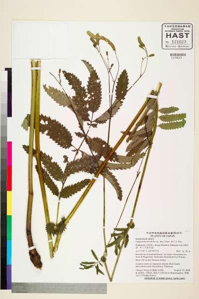 中文種名:Sanguisorba tenuifolia var. alba Trautv. & C.A. Mey.