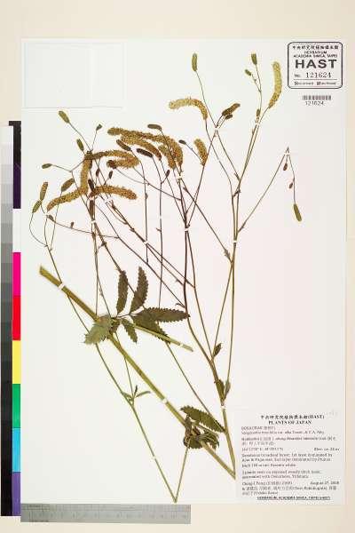 中文種名:Sanguisorba tenuifolia var. alba Trautv. & C.A. Mey.