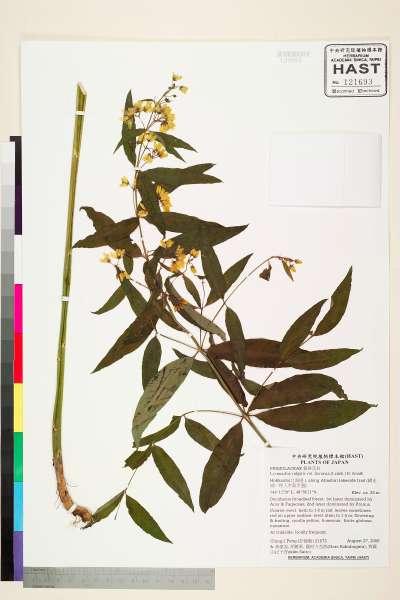 中文種名:Lysimachia vulgaris var. davurica (Ledeb.) R. Knuth