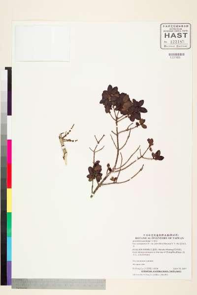 中文種名:雲南冬青學名:Ilex yunnanensis Fr. var. parvifolia (Hayata) S. Y. Hu