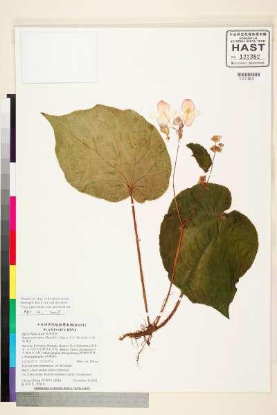 中文種名:山地秋海棠學名:Begonia oreodoxa  Chun & F. Chun ex C.Y. Wu & T.C. Ku