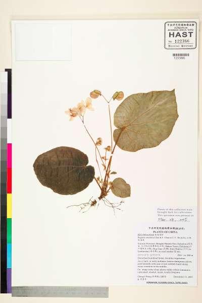 中文種名:山地秋海棠學名:Begonia oreodoxa  Chun & F. Chun ex C.Y. Wu & T.C. Ku