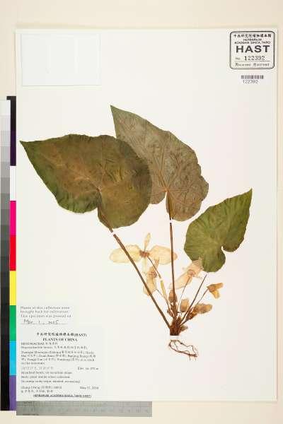 中文種名:大香秋海棠(短莖秋海棠)學名:Begonia handelii Irmsch.