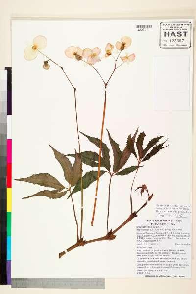 中文種名:方氏秋海棠學名:Begonia fangii Y. M. Shui & C.-I Peng