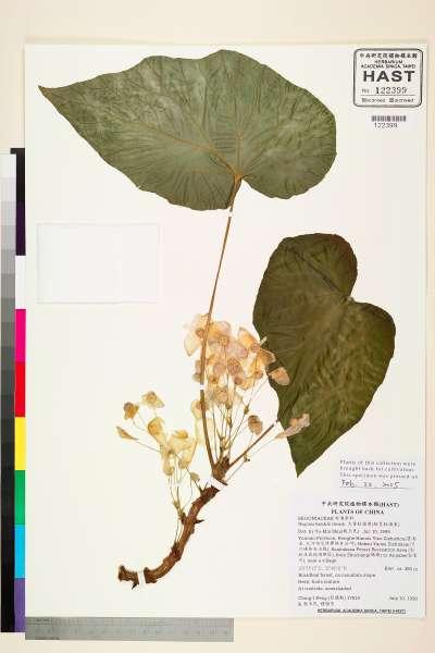 中文種名:大香秋海棠(短莖秋海棠)學名:Begonia handelii Irmsch.