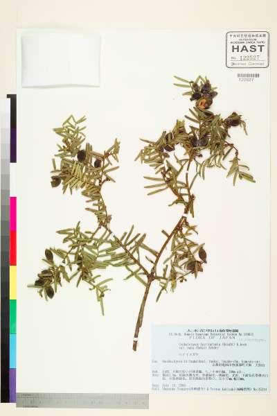 中文種名:Cephalotaxus harringtonia var. nana (Nakai) Rehder