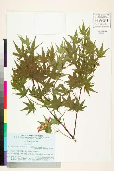 中文種名:Acer palmatum Thunb.