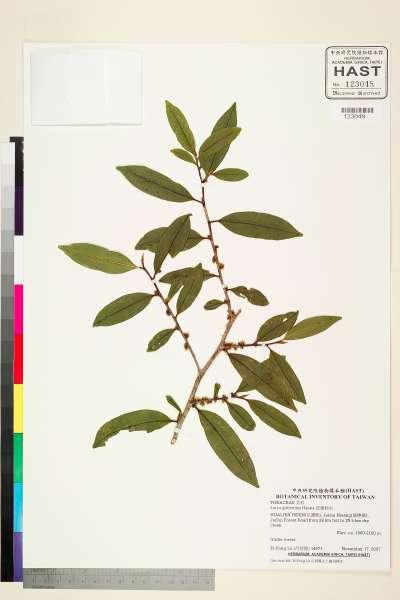 中文種名:厚葉柃木學名:Eurya glaberrima Hayata