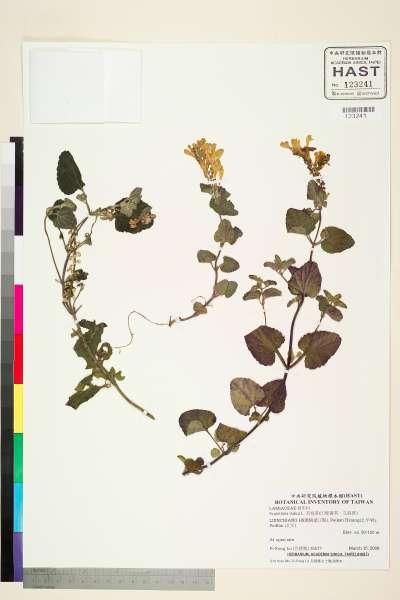 中文種名:耳挖草(印度黃苓、立浪草)學名:Scutellaria indica L.