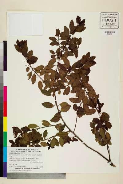 中文種名:雲南冬青學名:Ilex yunnanensis Fr. var. parvifolia (Hayata) S. Y. Hu