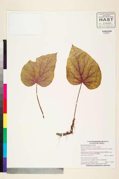 中文種名:Begonia smithiana T.T. Y? ex Irmsch.