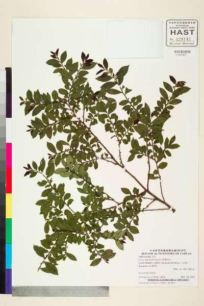 中文種名:薄葉柃木學名:Eurya leptophylla Hayata