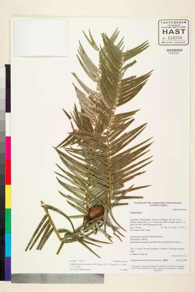 中文種名:Cephalotaxus lanceolata K.M. Feng學名:Cephalotaxus lanceolata K.M. Feng