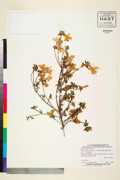 中文種名:細葉杜鵑(南湖大山杜鵑、志佳陽杜鵑)學名:Rhododendron noriakianum T. Suzuki