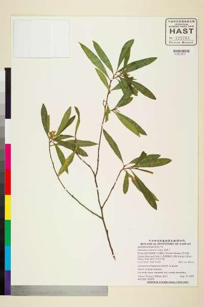 中文種名:車桑子學名:Dodonaea viscosa (L.) Jacq.