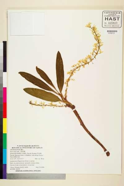 中文種名:大腳筒蘭