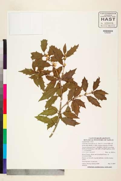 中文種名:異葉木犀學名:Osmanthus heterophyllus (G. Don) P. S. Green