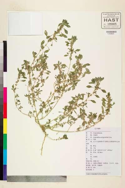 中文種名:Amaranthus polygonoides Linn.