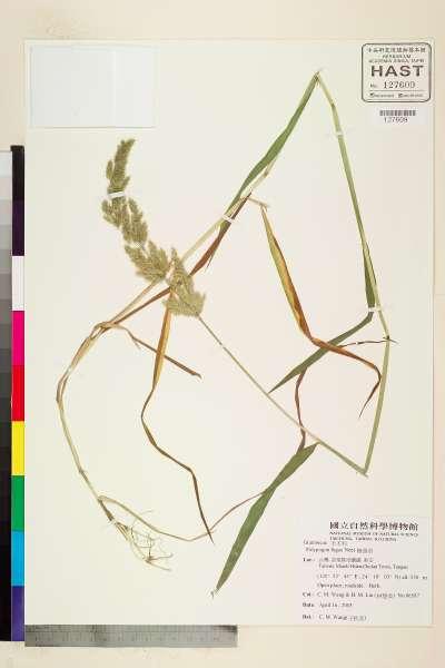 中文種名:棒頭草