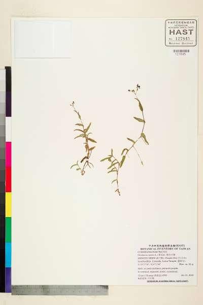 中文種名:矮水竹葉